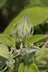 Swamp rosemallow